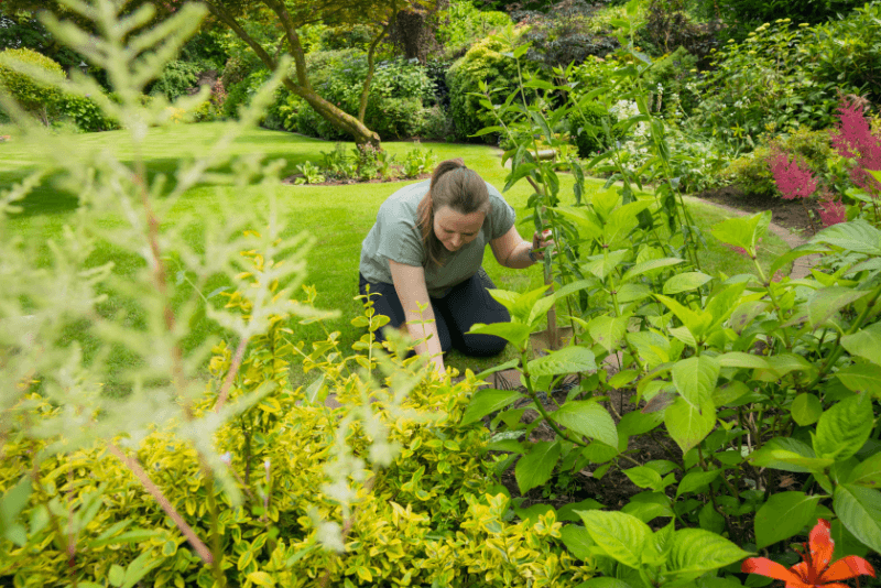 Pauline planting in garden